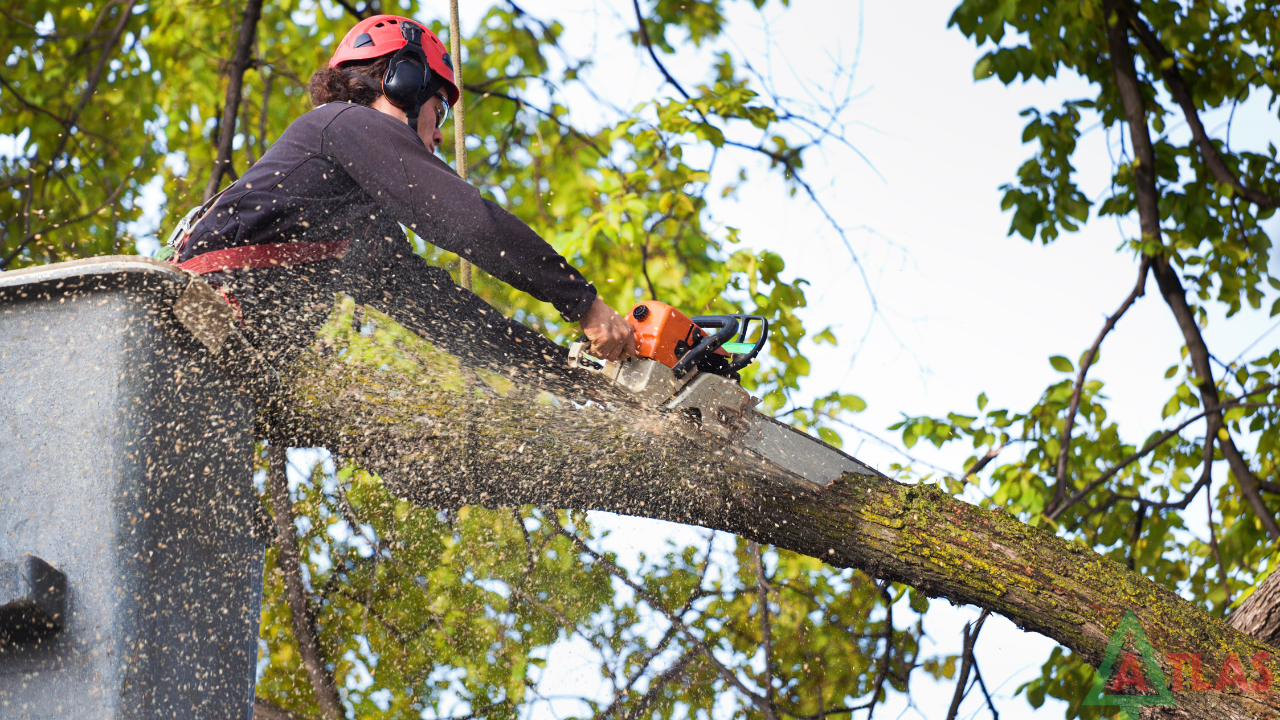 Hull Tree Surgeons – Professional Tree Surgery Services